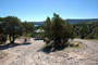 Navajo Lake SP Pine 067