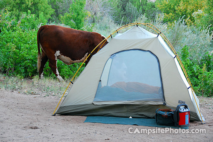 Villanueva Cow Camping