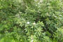 Balsam Mountain Rododendren