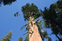 Azalea Big Tree