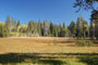 Yuba Pass Meadow
