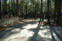 Carolina Beach State Park 007