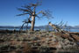 Nevada State Beach Tree