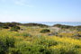 San Onofre State Beach Bluffs Wildflowers