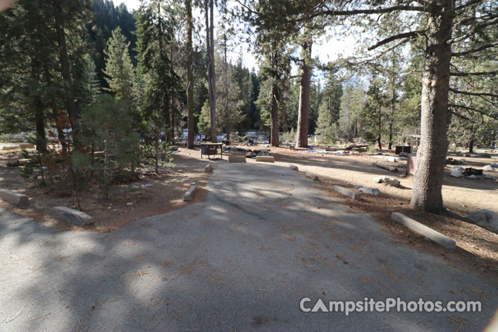 Lodgepole Sequoia 033