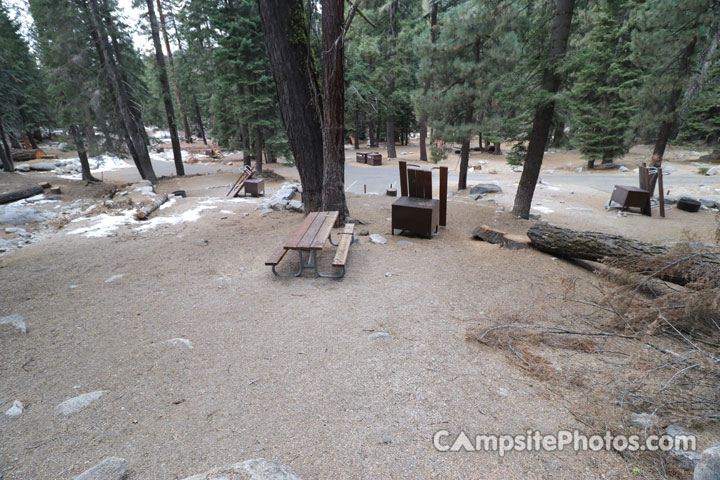 Lodgepole Sequoia 114