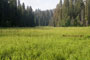 Lodgepole Crescent Meadow