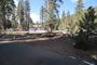 Lodgepole Sequoia 001