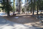Lodgepole Sequoia 002