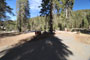 Lodgepole Sequoia 003
