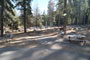 Lodgepole Sequoia 004