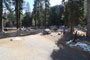Lodgepole Sequoia 005