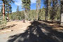 Lodgepole Sequoia 006