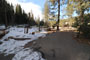 Lodgepole Sequoia 008