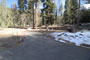 Lodgepole Sequoia 009