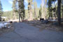 Lodgepole Sequoia 012