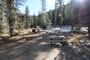 Lodgepole Sequoia 019