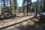 Lodgepole Sequoia 020