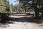 Lodgepole Sequoia 022