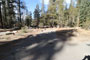 Lodgepole Sequoia 023