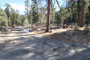 Lodgepole Sequoia 024