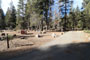 Lodgepole Sequoia 025