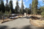 Lodgepole Sequoia 026