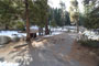 Lodgepole Sequoia 027