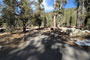 Lodgepole Sequoia 028