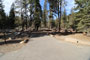Lodgepole Sequoia 031