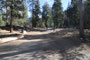 Lodgepole Sequoia 032