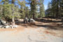 Lodgepole Sequoia 034