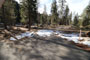 Lodgepole Sequoia 035