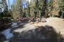 Lodgepole Sequoia 036