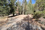 Lodgepole Sequoia 037