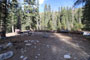 Lodgepole Sequoia 039
