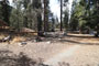 Lodgepole Sequoia 041
