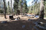 Lodgepole Sequoia 042