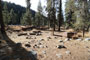 Lodgepole Sequoia 043