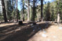 Lodgepole Sequoia 044