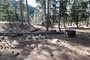 Lodgepole Sequoia 045