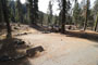 Lodgepole Sequoia 046