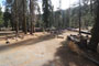 Lodgepole Sequoia 047