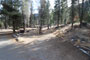 Lodgepole Sequoia 048