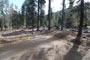 Lodgepole Sequoia 049