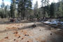 Lodgepole Sequoia 050