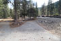 Lodgepole Sequoia 051