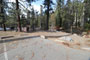 Lodgepole Sequoia 052