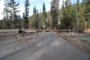 Lodgepole Sequoia 056