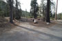 Lodgepole Sequoia 057